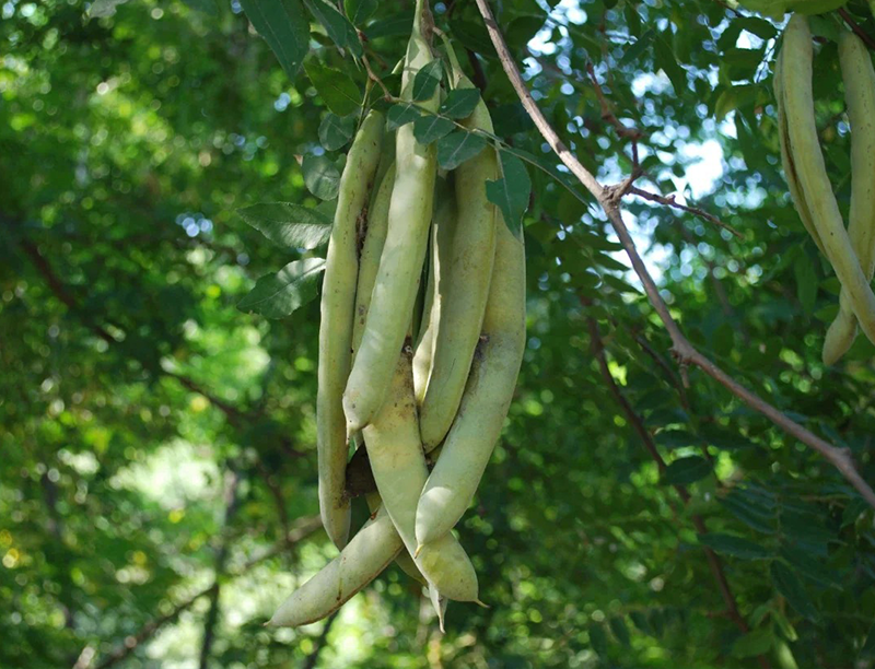 Gleditsia sinensis Extract1