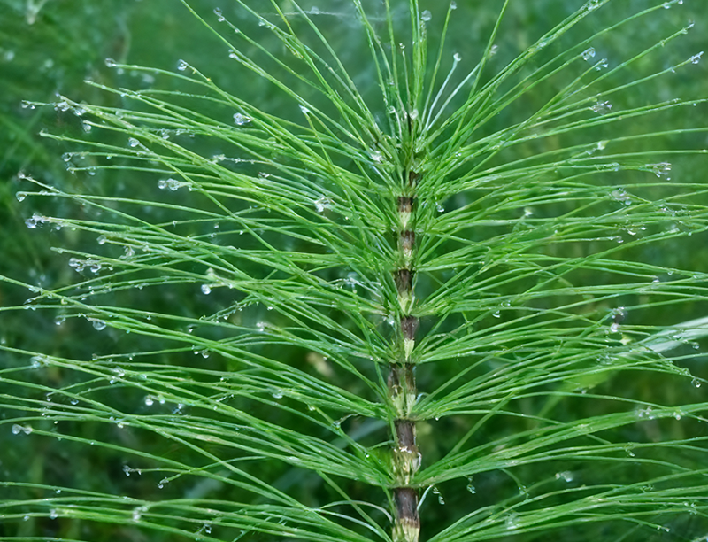 Horsetail Extract 1