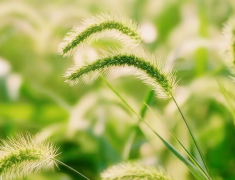 Horsetail Extract 2