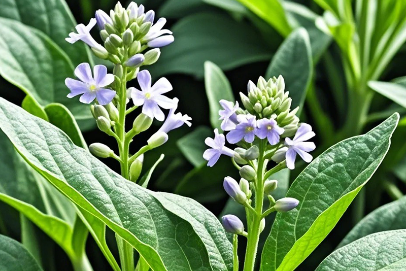 Isatis root Extract  2