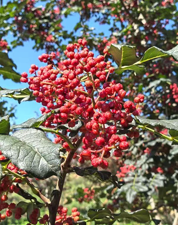 Prickly ash Extract 1