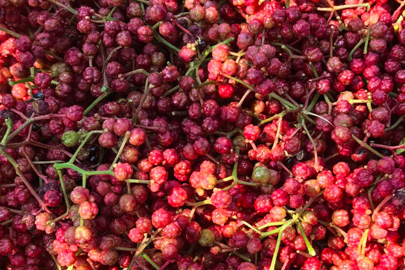 Prickly ash Extract- 2