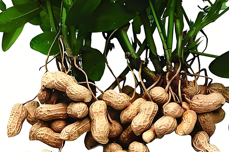 Resveratrol Extract 2