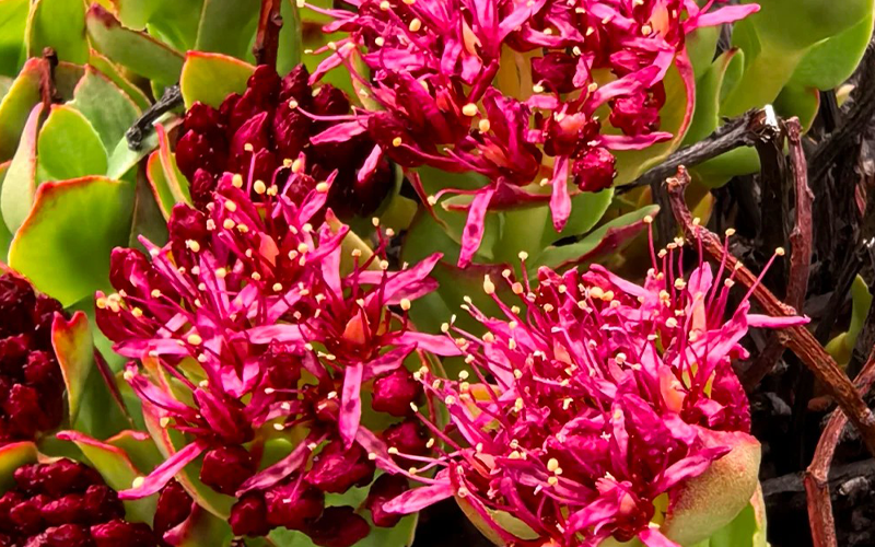 Rhodiola rosea Extract 1