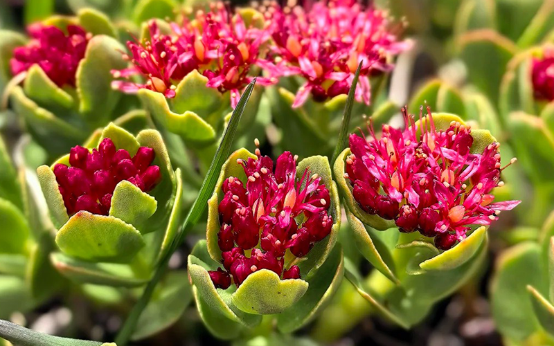 Rhodiola rosea Extract 2