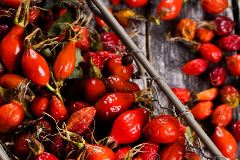 Rose hip Extract 1