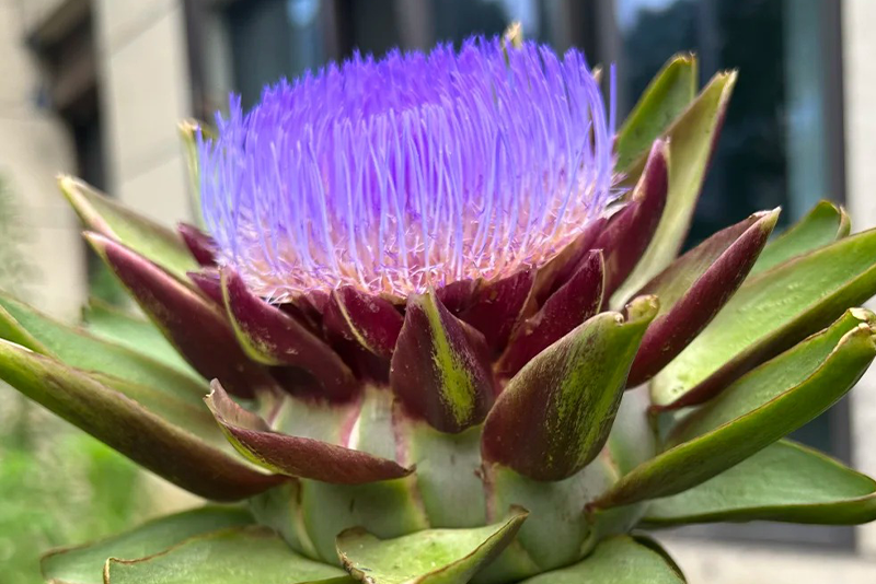 Artichoke Extract 2