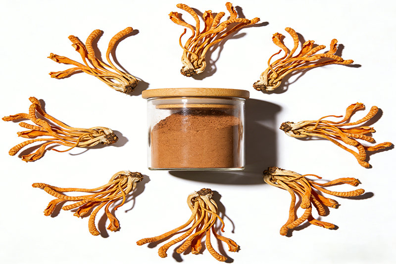 Cordyceps militaris Extract 2