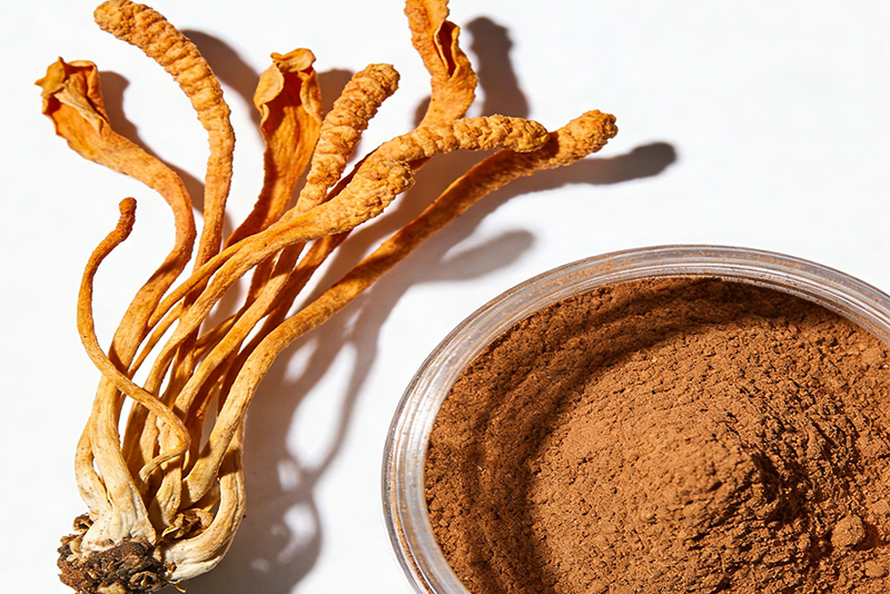 A New Choice for Natural Wellness — Cordyceps militaris Extract