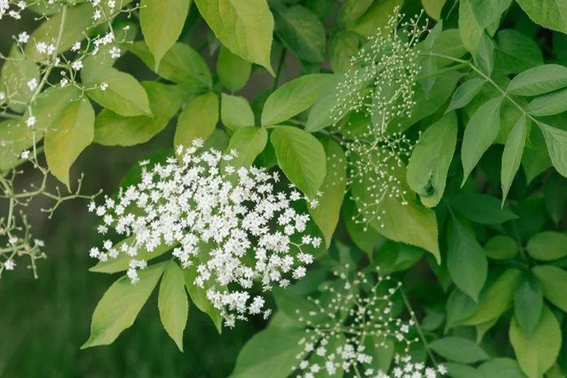 Elderberry Extract 1