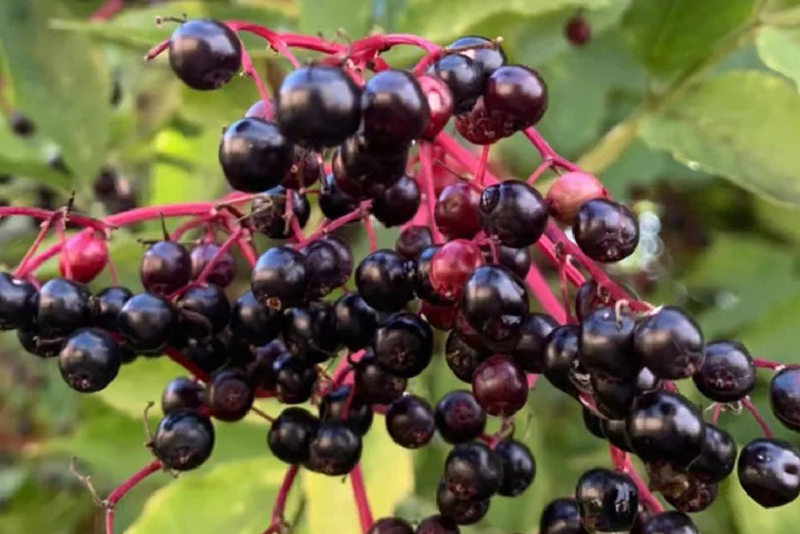 Elderberry Extract 2