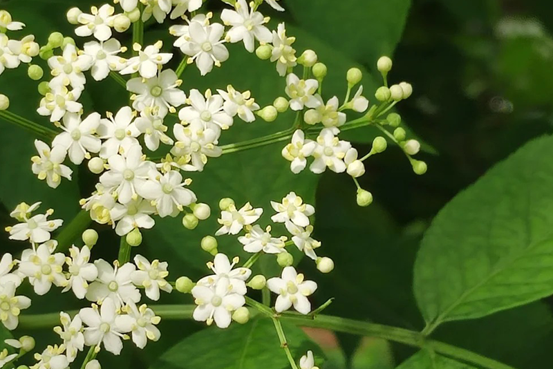 Elderberry Extract—Immune Modulation Anti-Inflammatory & Soothing Natural Coloring