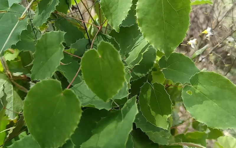 Epimedium Extract 2