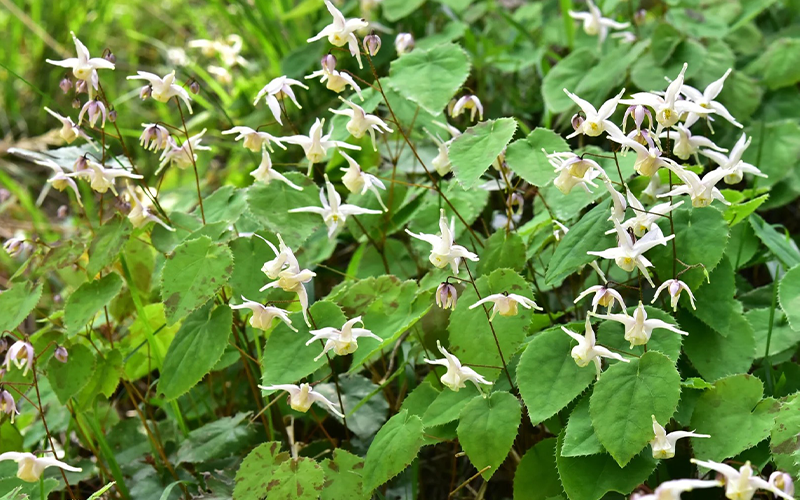 Epimedium Extract 3