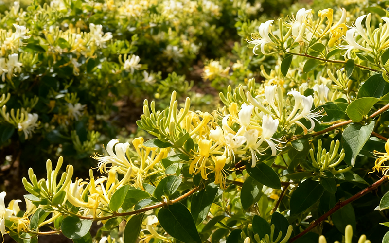 Honeysuckle flower Extract 1