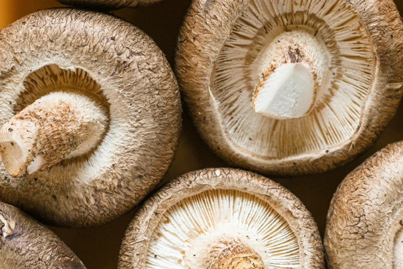 Mushroom Extract—Supports Immune Regulation Boosts Energy Levels
