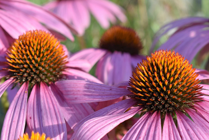 Nature's Guardian Evolves: Echinacea Extract, the “Immune Gold,” Pioneers New Trends