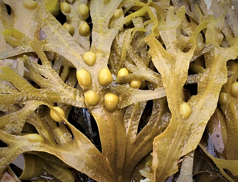Fucoidan 1