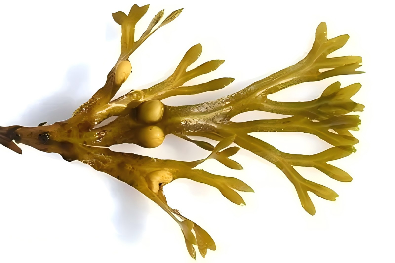 Fucoidan: A Natural Health Guardian from the Deep Sea