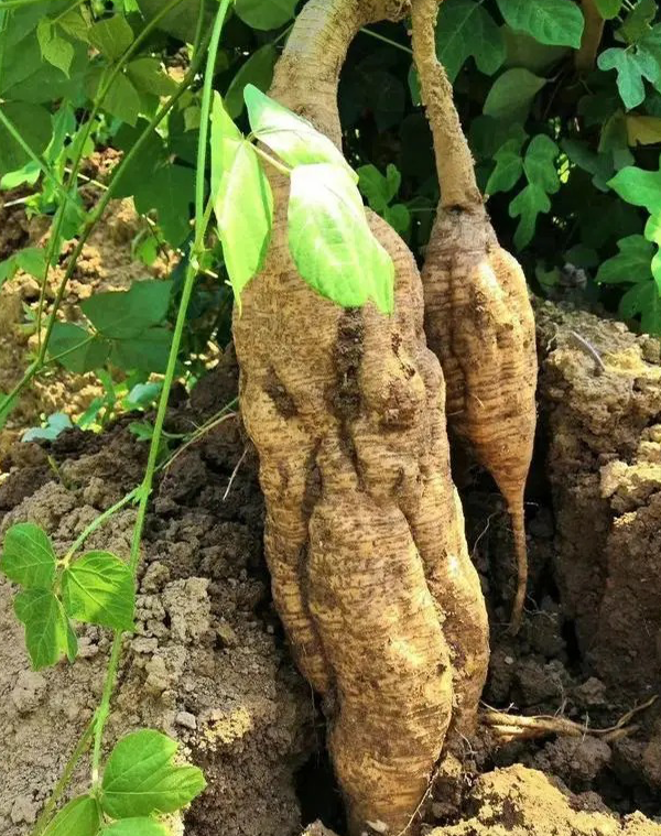 Kudzu root Extract 2