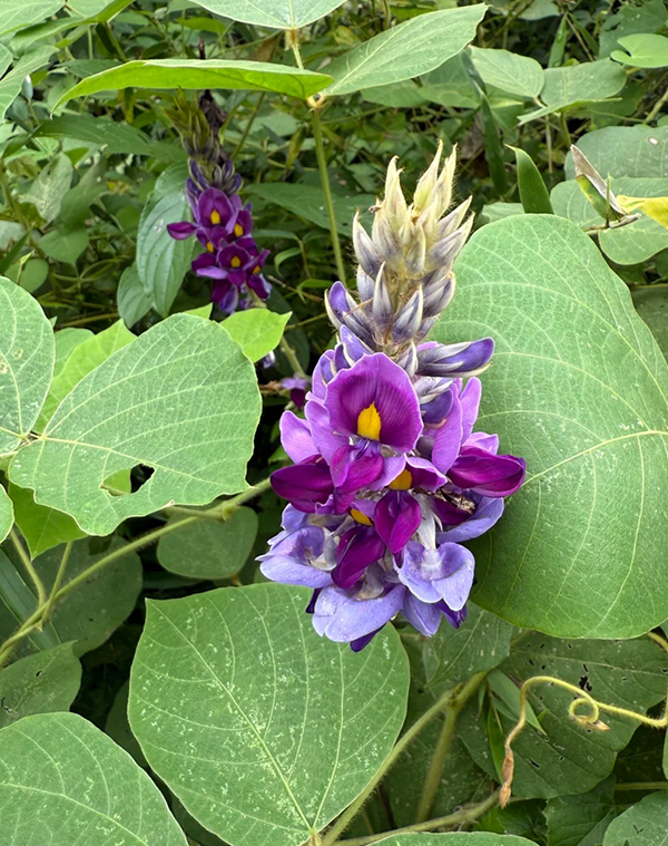 Kudzu root Extract 3