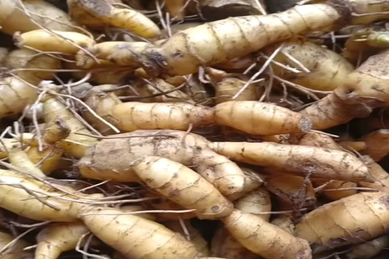 Polygonatum officinale Extract 3