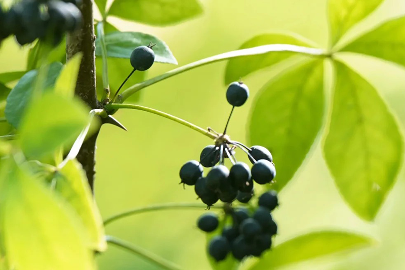 Siberian ginseng Extract 1