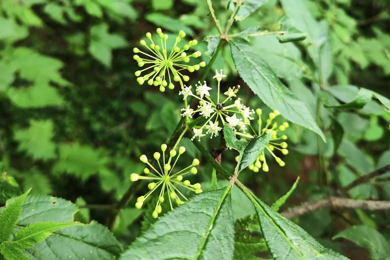 Siberian ginseng Extract 2