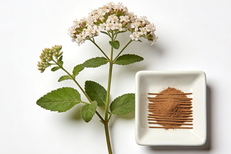 Valerian root Extract Product Introduction: Natural Sleep, Starting from the“Root”