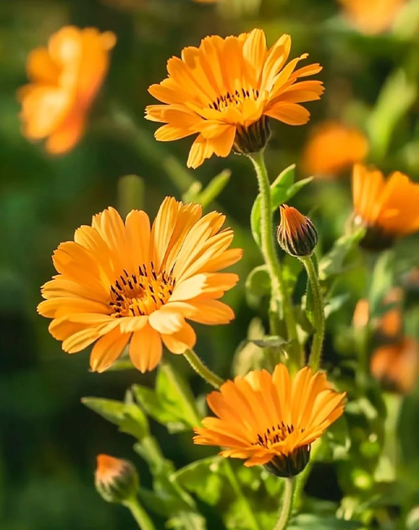 Calendula officinalis Extract 2