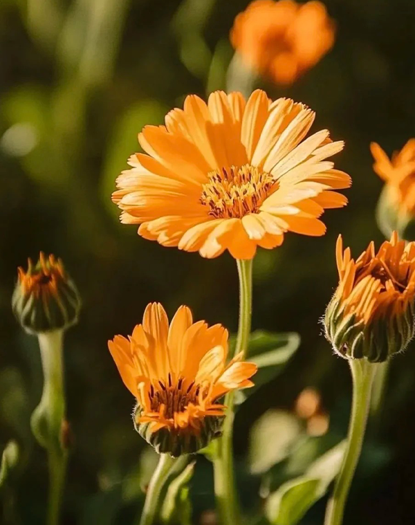 Calendula officinalis Extract 3