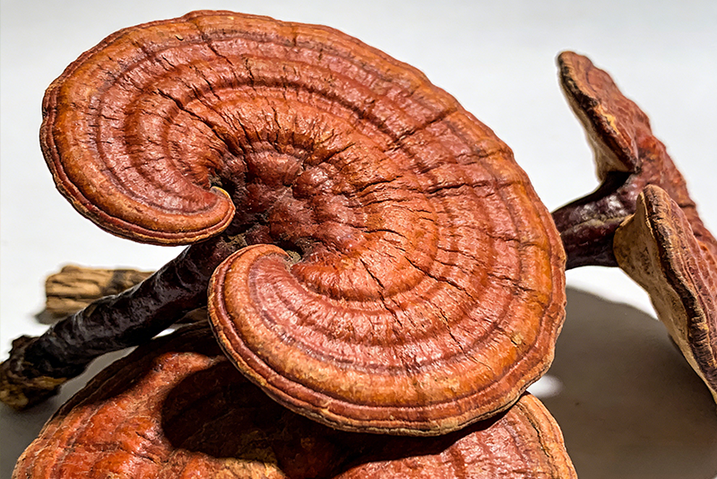Ganoderma lucidum (Reishi) Extrakt 1