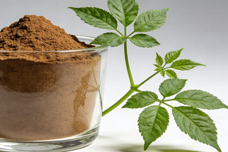 Gynostemma pentaphyllum Extract – Derived from the Natural ‘Southern Ginseng’, Driving the Upgrade of the Health Industry