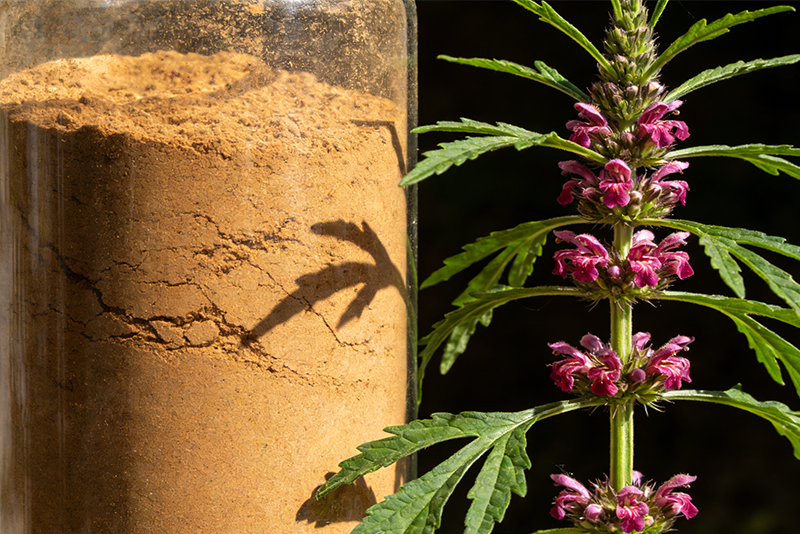Leonurus japonicus Extract 1