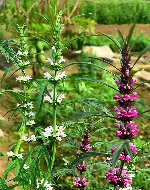 Leonurus japonicus Extract 2