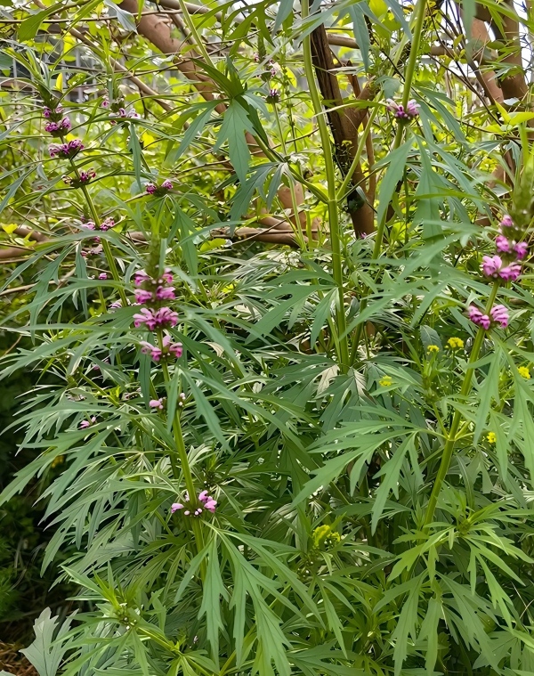 Leonurus japonicus Extract 3
