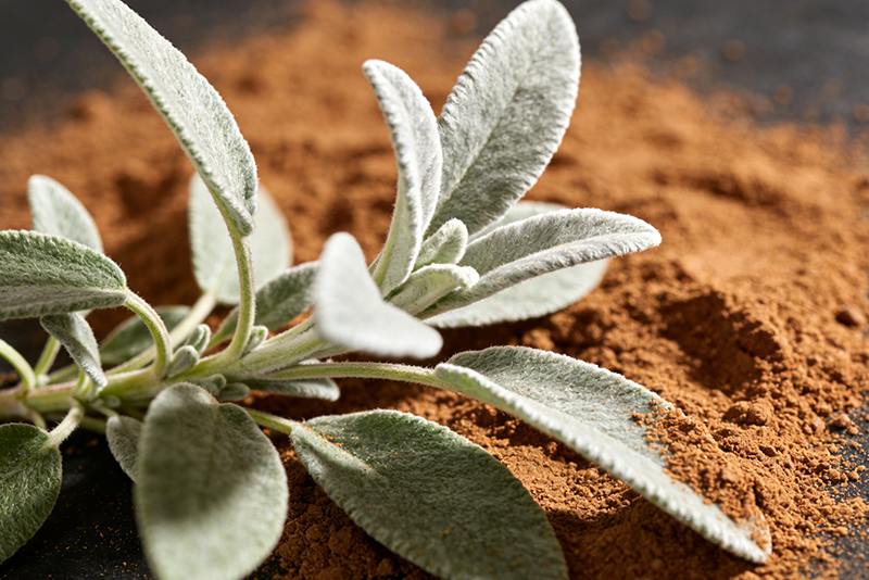 Salvia officinalis Extract 2
