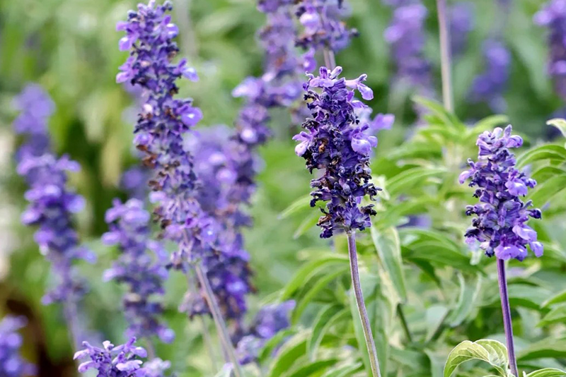 Salvia officinalis Extract 3