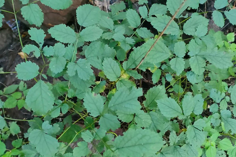 Black cohosh Extract 1