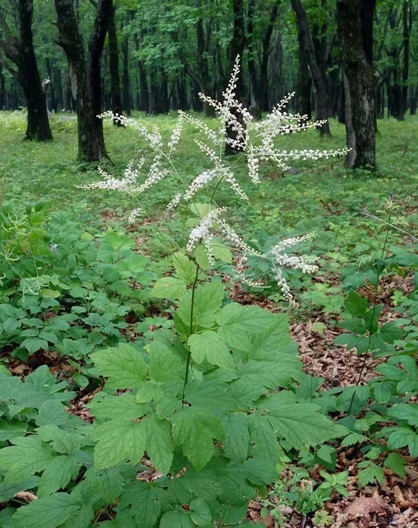 Black cohosh Extract 2