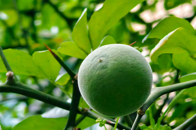Citrus aurantium Extract 2