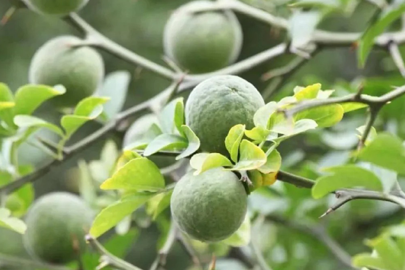 Citrus aurantium Extract 3