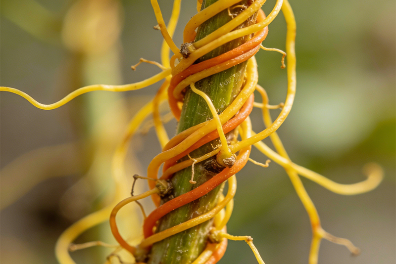 Cuscutae Semen Extract 1