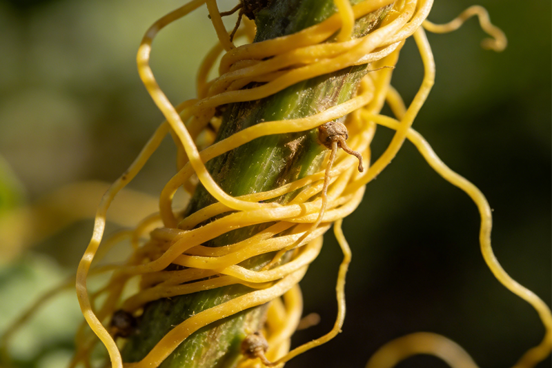 Cuscutae Semen Extract 2