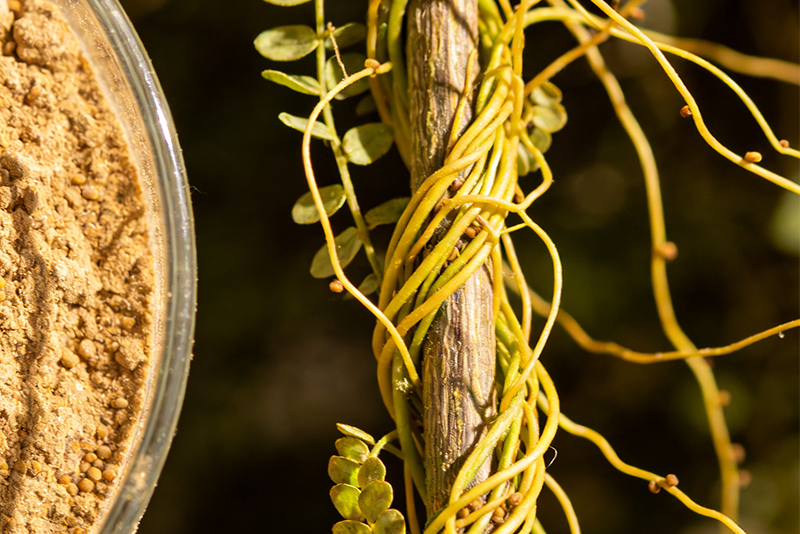 Cuscutae Semen Extract 3