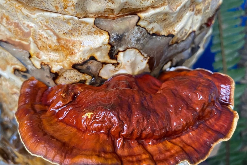 Ganoderma lucidum Extract2