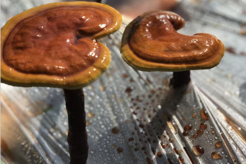 Ganoderma lucidum Extract3