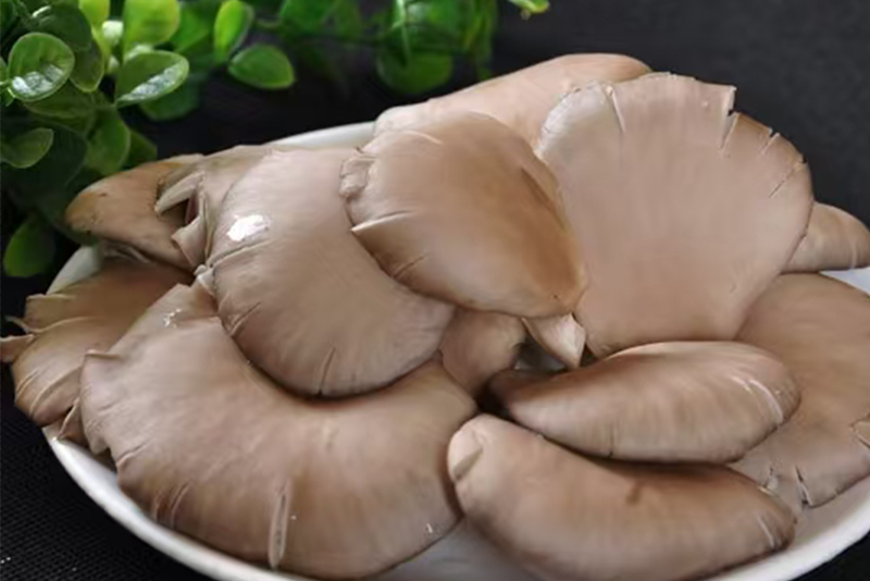 Pleurptus ostreatus Extract 1
