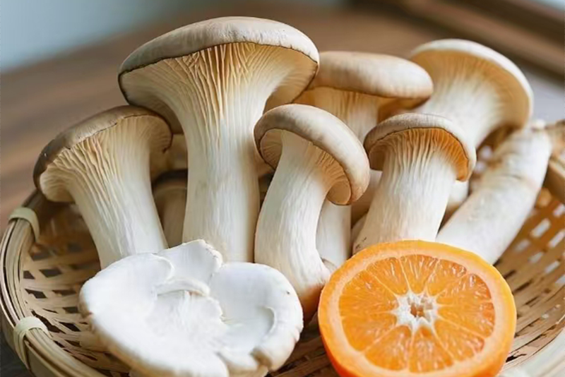 Pleurptus ostreatus Extract  2