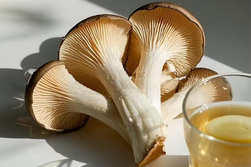 Pleurptus ostreatus Extract  3